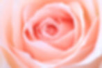 Geöffnete pfirsichfarbene Rose in Nahaufnahme