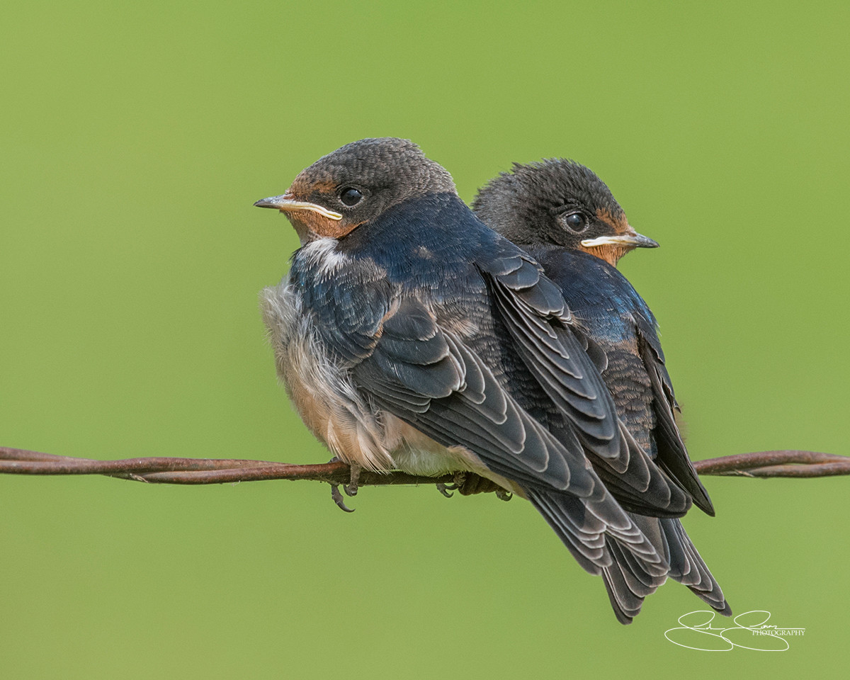 Juvenile Barn Swallows