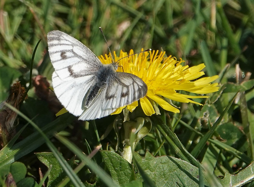 Large White (Dorsal side)
