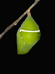 Blue Morpho Morpho Amathonte.jpg
