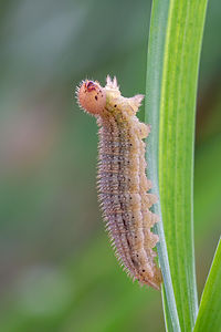 Scotch argus caterpillar