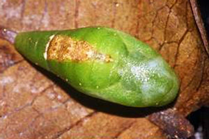 Monkey Puzzle chrysalis