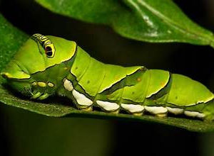 Xuthus Swallowtail caterpillar