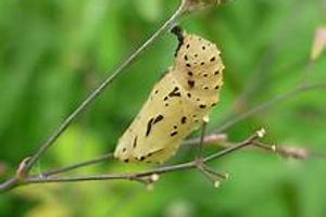 Bordered Patch chrysalis