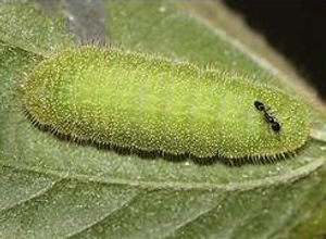 Common Pierrot caterpillar