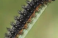 Kapweed Fritillary caterpillar