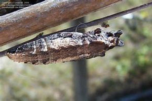 Two-tailed Swallowtail chrysalis