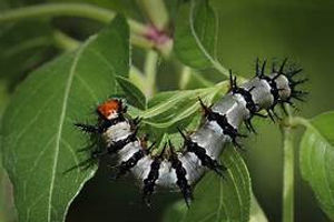 Crimson Patch caterpillar