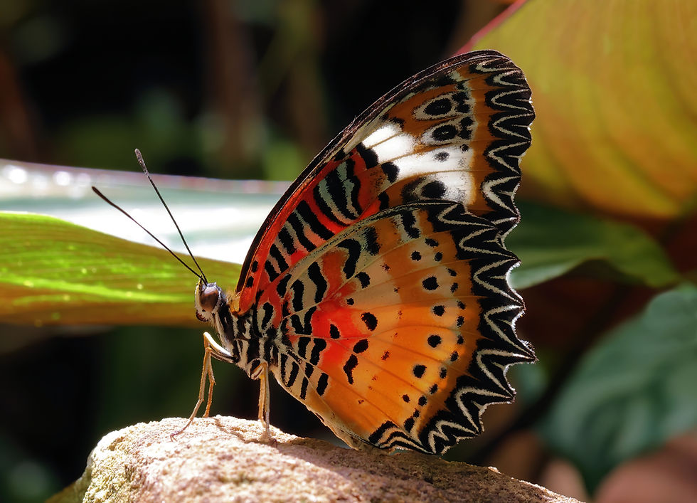 Malay Lacewing