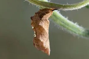 Satyr Comma chrysalis