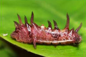 Monkey Puzzle caterpillars
