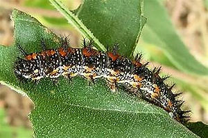 Bordered Patch caterpillar