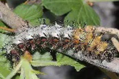 Hoary Comma caterpillar
