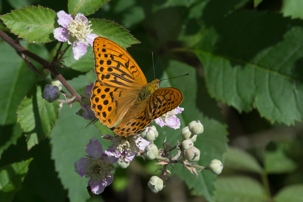 Silver-Washed Fritillary