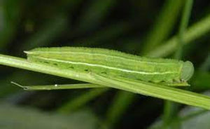 Pearly Heath caterpillar