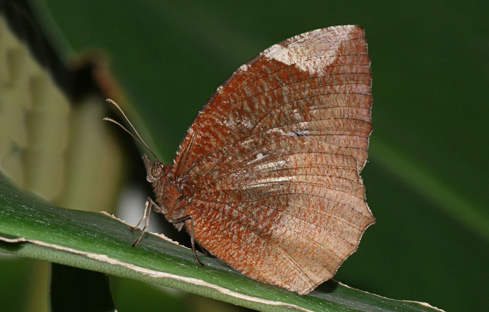memphis eurypyle Pointed leafwing.jpg