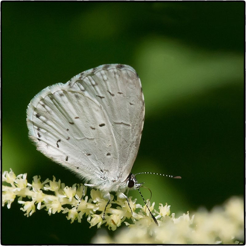Spring Azure