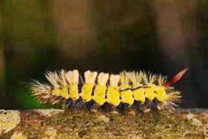 Spot Swordtail caterpillar