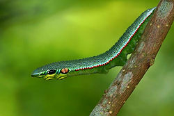Orange Tip caterpillar.jpg