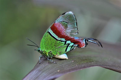 Crowned Hairstreak