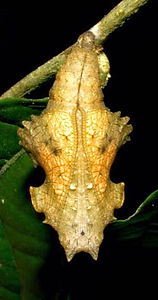 Red Bib Chrysalis