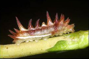 Monkey Puzzle caterpillars