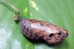 Blomfild's Beauty chrysalis