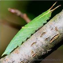 Lesser Purple Emperor caterpillar