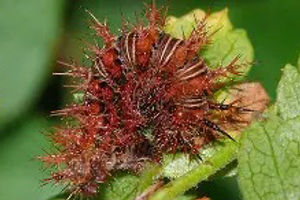 Grey Comma Caterpillar