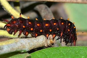 Pipevine Swallowtail caterpillar