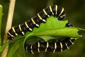 Giant Glasswing caterpillar