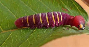 Guava skipper caterpillar