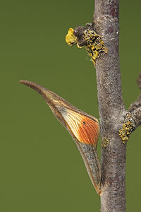 Orange Tip (Anthocharis cardamines) chrysalis