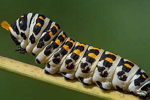 (Papilio alexanor) caterpillar