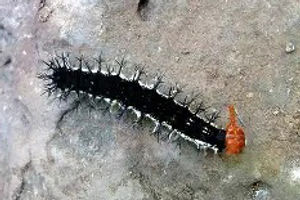 Blomfild's Beauty caterpillar