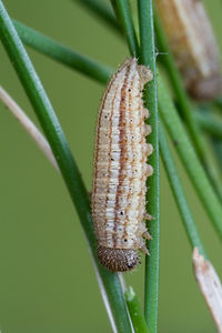 Scotch argus caterpillar
