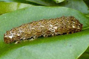 Ruby Spotted Swallowtail caterpillar