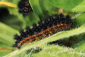 Knapwood Fritillary caterpillar