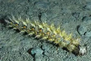 Satyr Comma caterpillar