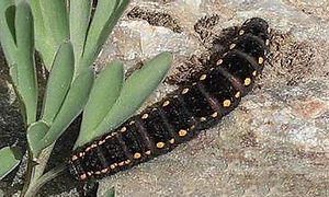 Clouded Apollo caterpillar