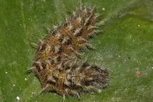Southern Comma caterpillar
