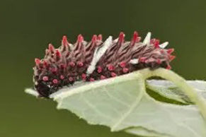 Common Wind caterpillar