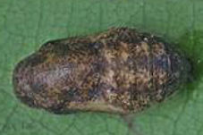 Rapala Iarbus chrysalis