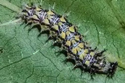 Polygonia Comma caterpillar
