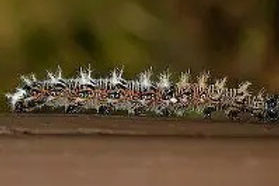 Green Comma caterpillar