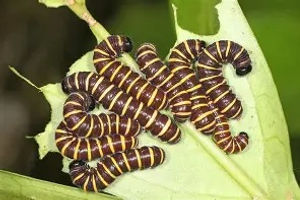 Giant Glasswing caterpillars
