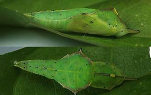 Chocolate Albatross chrysalis