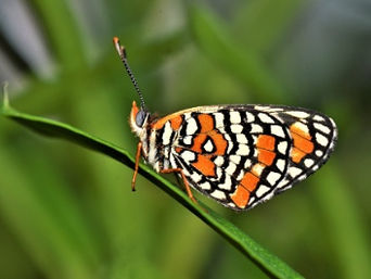 Dotted Checkerspot.jpg