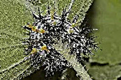 Hoary Comma caterpillar