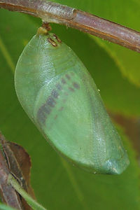 Two Tailed Pasha chrysalis